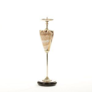 Conus Litteratus  Shell Candle Holder